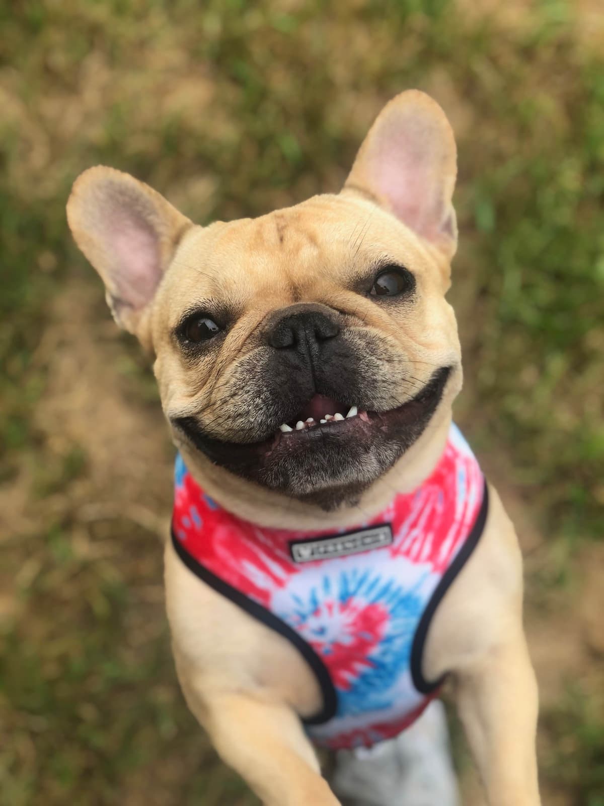 BlueGrass Frenchies: Lilac and blue males + 1 cream female breeder image 4
