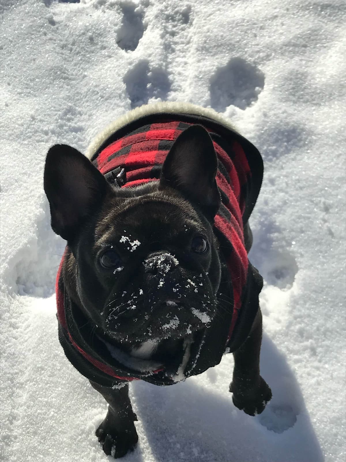 BlueGrass Frenchies: Lilac and blue males + 1 cream female breeder image 23