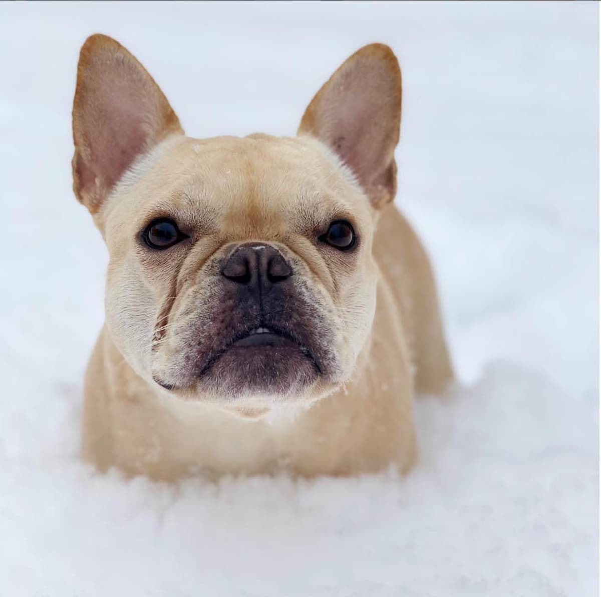 BlueGrass Frenchies: Lilac and blue males + 1 cream female breeder image 28