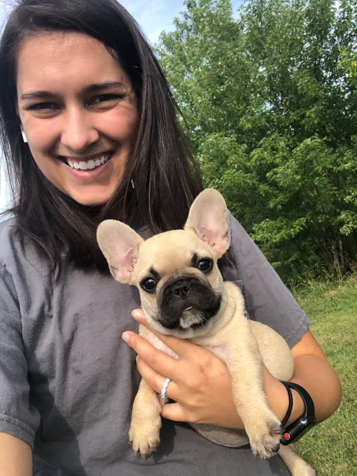 BlueGrass Frenchies: Lilac and blue males + 1 cream female breeder image 29