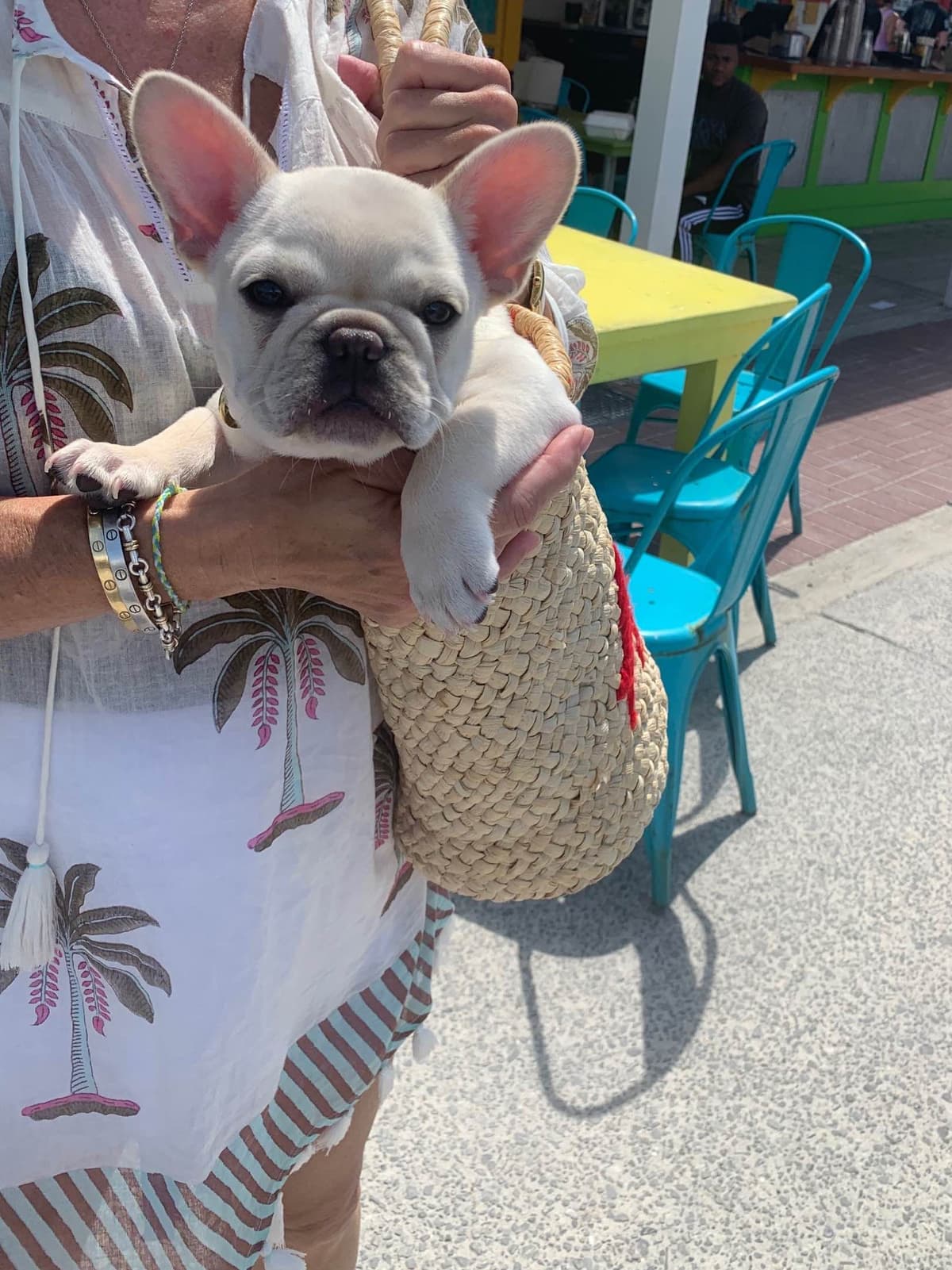 BlueGrass Frenchies: Lilac and blue males + 1 cream female breeder image 8