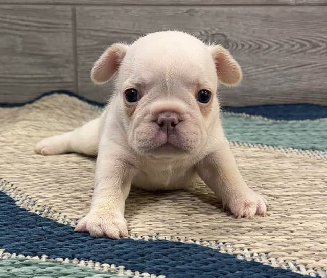 BlueGrass Frenchies: Lilac and blue males + 1 cream female media 2