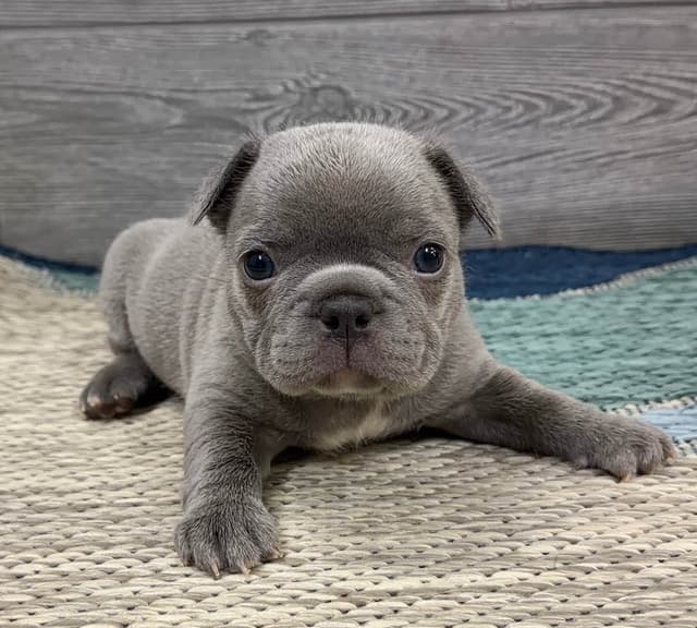BlueGrass Frenchies: Lilac and blue males + 1 cream female media 3