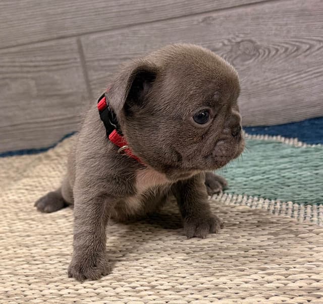 BlueGrass Frenchies: Lilac and blue males + 1 cream female media 4