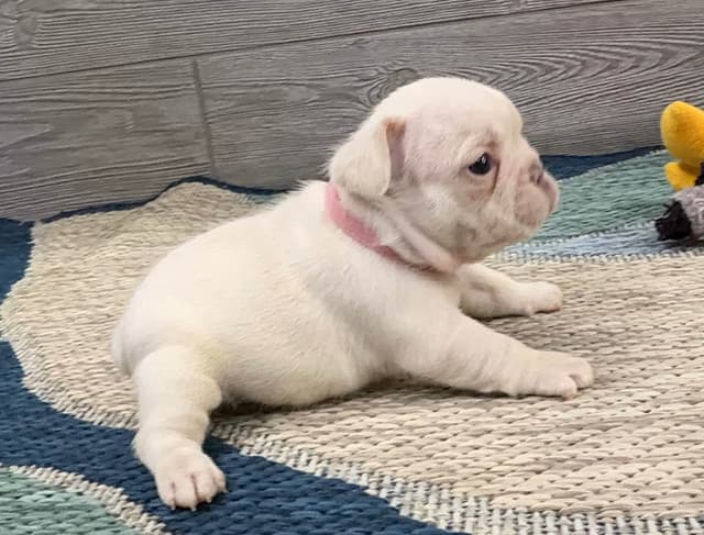 BlueGrass Frenchies: Lilac and blue males + 1 cream female media 5