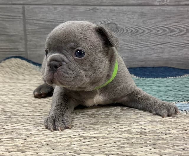 BlueGrass Frenchies: Lilac and blue males + 1 cream female media 6
