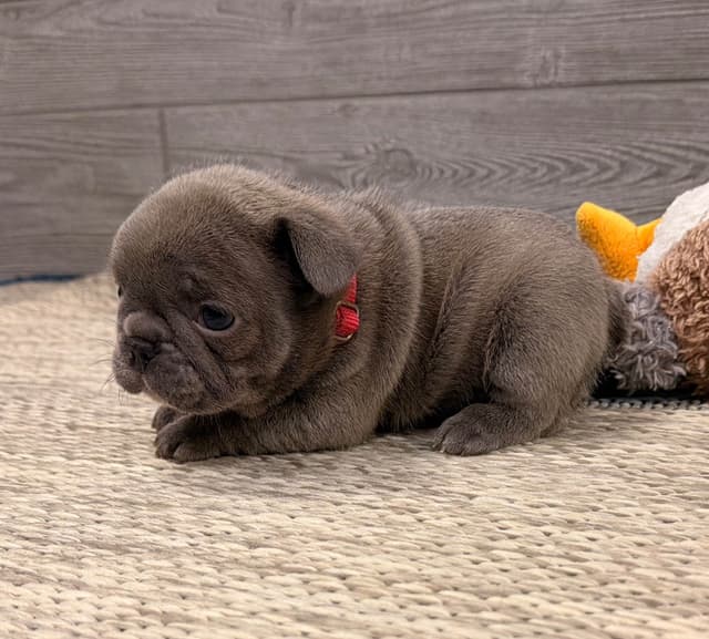 BlueGrass Frenchies: Lilac and blue males + 1 cream female media 7