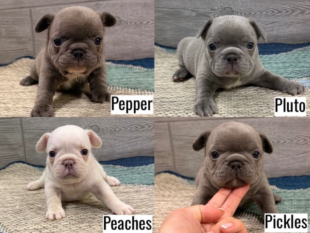BlueGrass Frenchies: Lilac and blue males + 1 cream female media 9