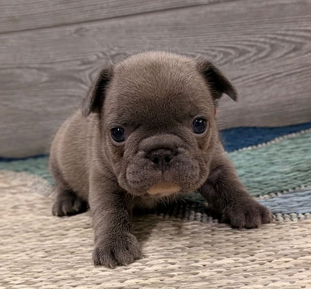 BlueGrass Frenchies: Lilac and blue males + 1 cream female media 10