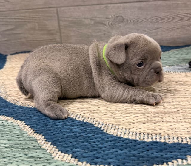BlueGrass Frenchies: Lilac and blue males + 1 cream female media 11