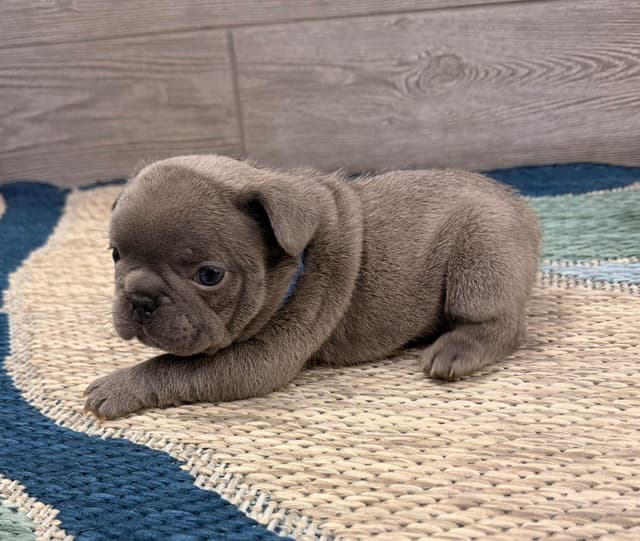 BlueGrass Frenchies: Lilac and blue males + 1 cream female media 12