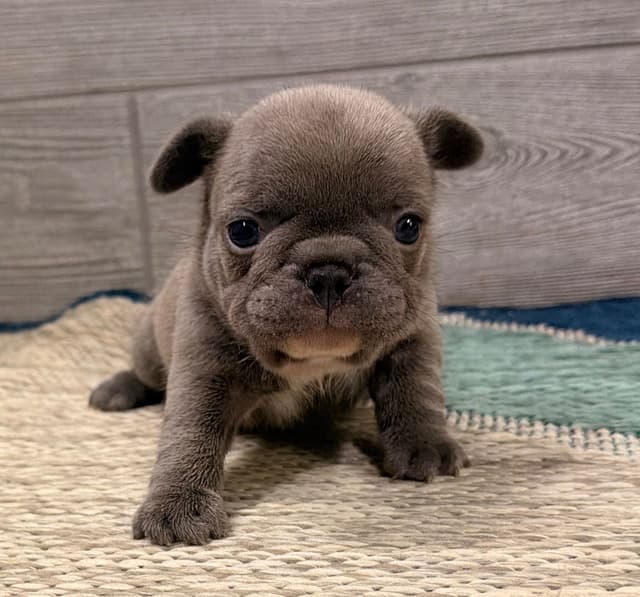 BlueGrass Frenchies: Lilac and blue males + 1 cream female media 13