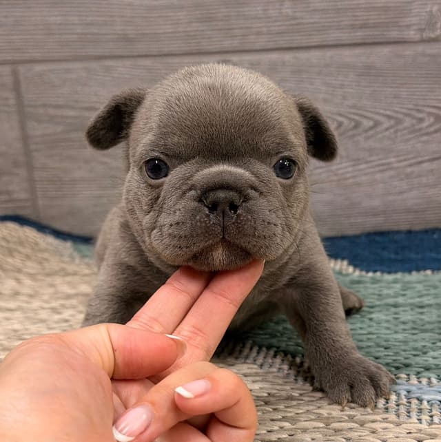BlueGrass Frenchies: Lilac and blue males + 1 cream female media 14