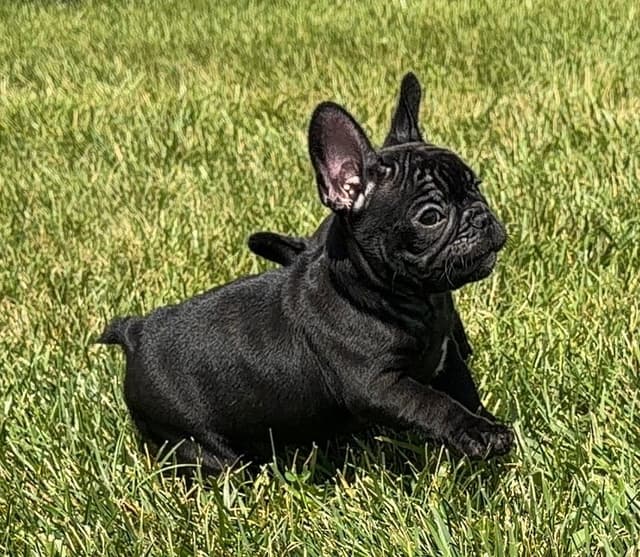 Bluegrass Frenchies: Brindle Female media 6