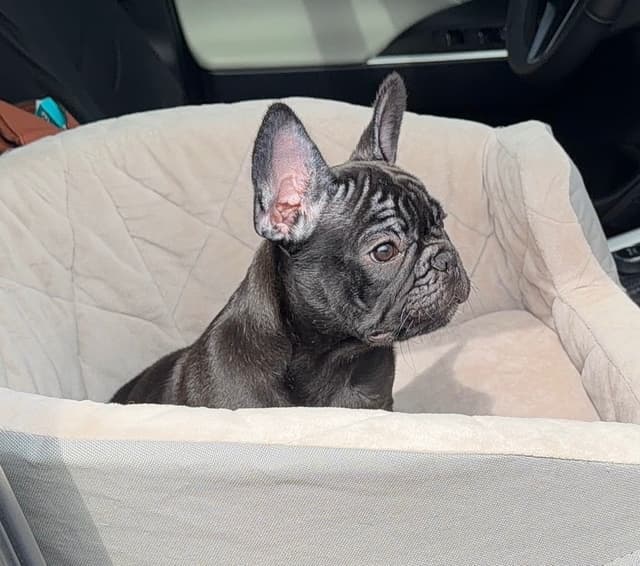Bluegrass Frenchies: Brindle Female media 3