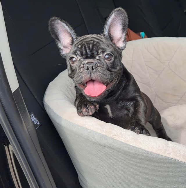 Bluegrass Frenchies: Brindle Female media 2