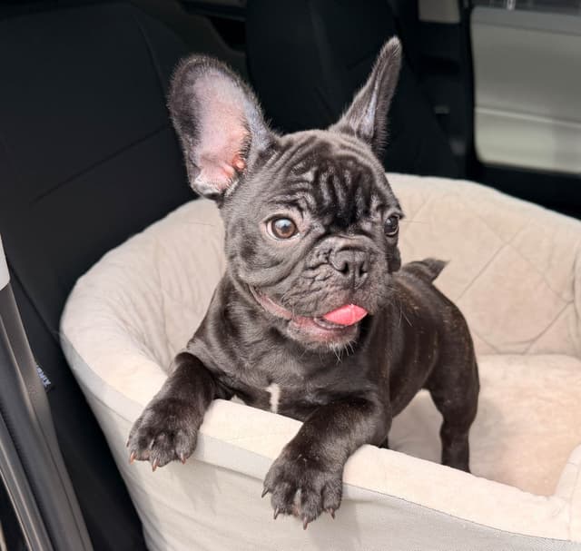 Bluegrass Frenchies: Brindle Female media 4