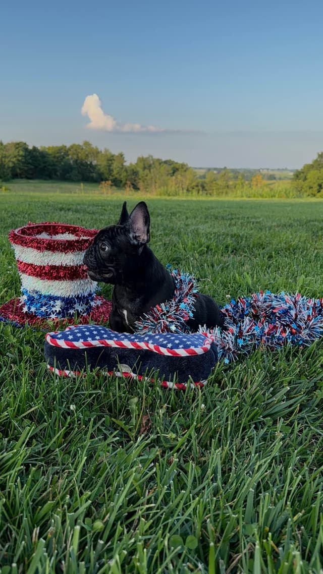 Bluegrass Frenchies: Brindle Female media 7
