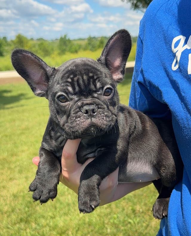 Bluegrass Frenchies: Brindle Female media 9