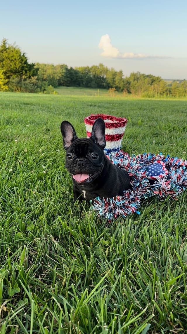 Bluegrass Frenchies: Brindle Female media 8