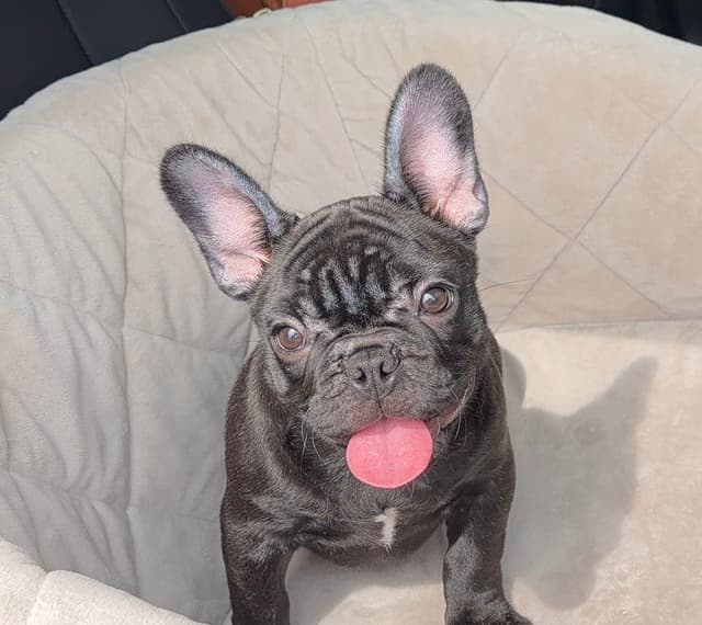Bluegrass Frenchies: Brindle Female media 5