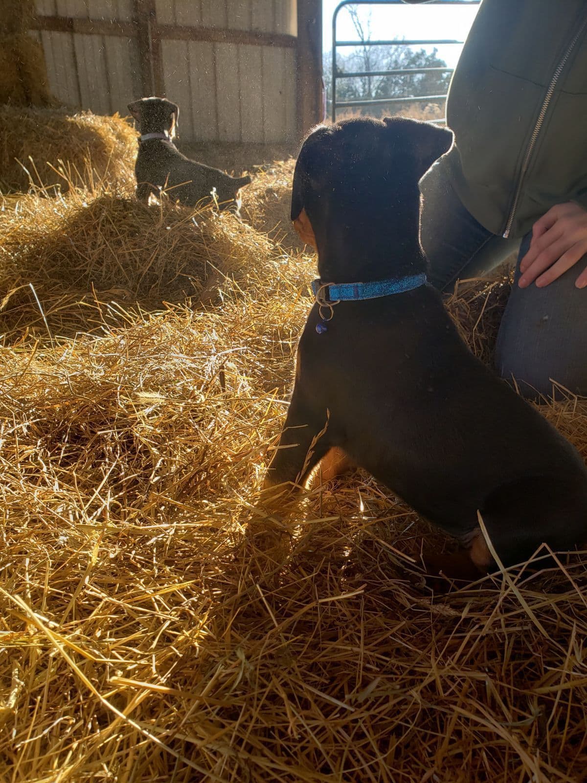 German Pinscher Puppies breeder image 2