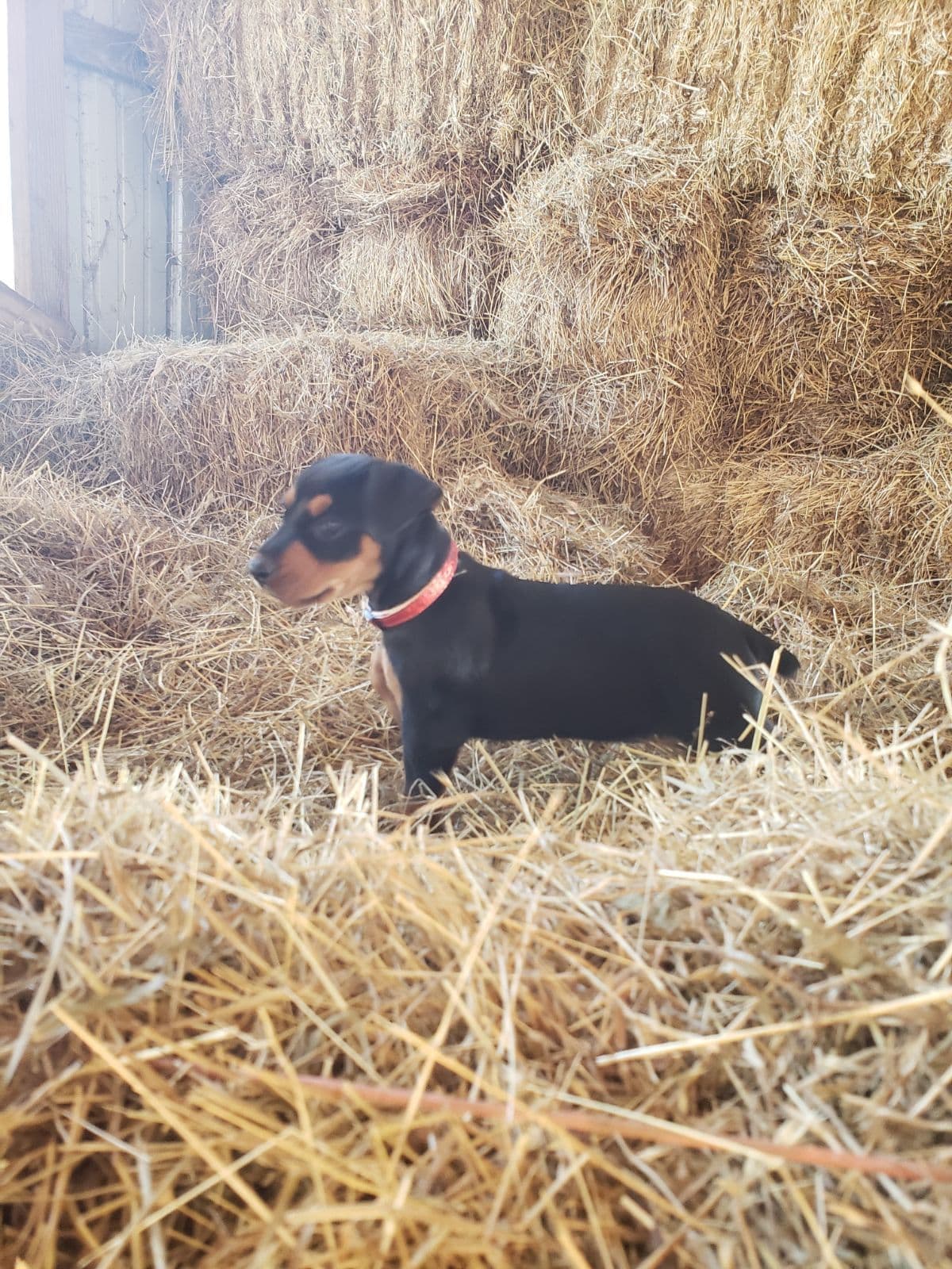 German Pinscher Puppies breeder image 4