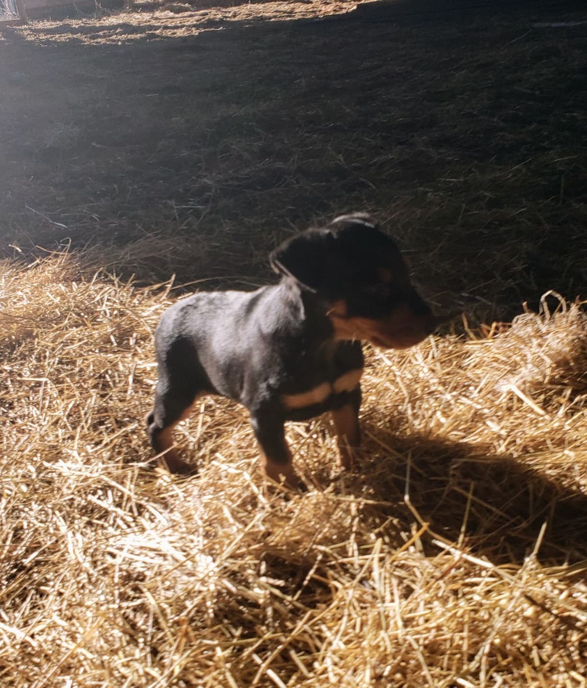 German Pinscher Puppies breeder image 3