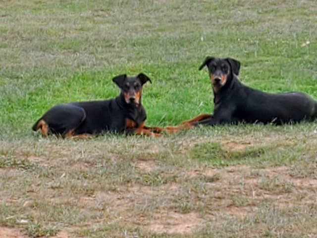 German Pinscher Puppies media 3