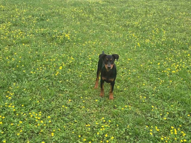 German Pinscher Puppies media 2