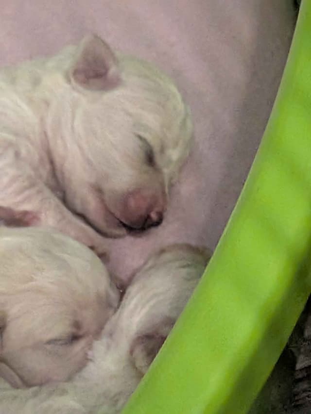Bichon Frise Puppies media 2
