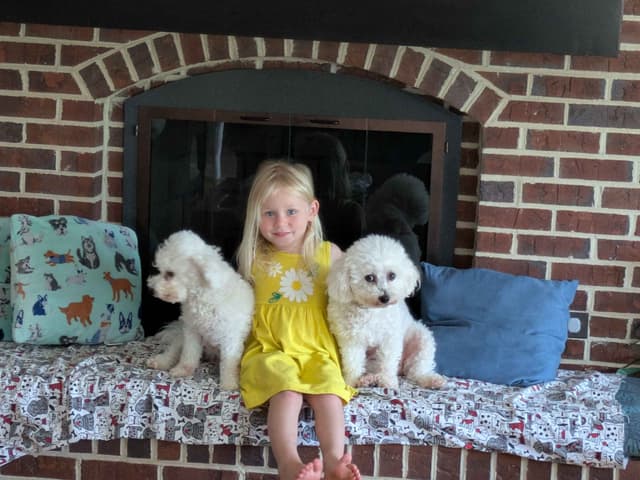 Bichon Frise Puppies media 3