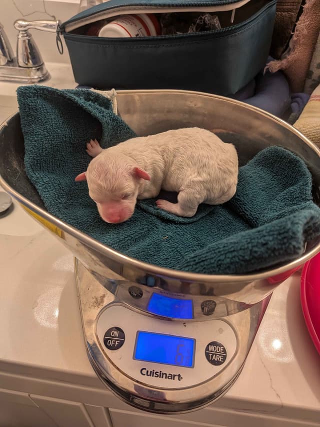 Bichon Frise Puppies media 4