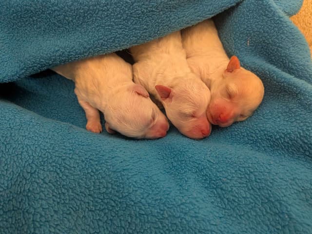 Bichon Frise Puppies media 5