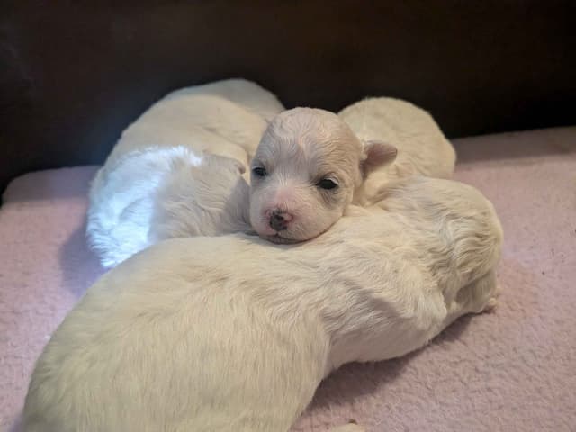 Bichon Frise Puppies media 7