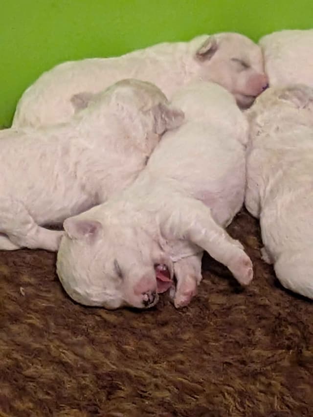 Bichon Frise Puppies media 8