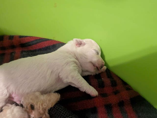 Bichon Frise Puppies media 9