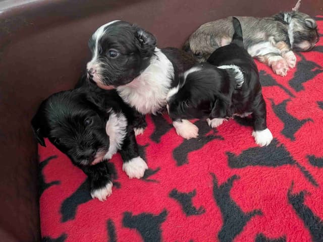 Havanese Puppies media 6