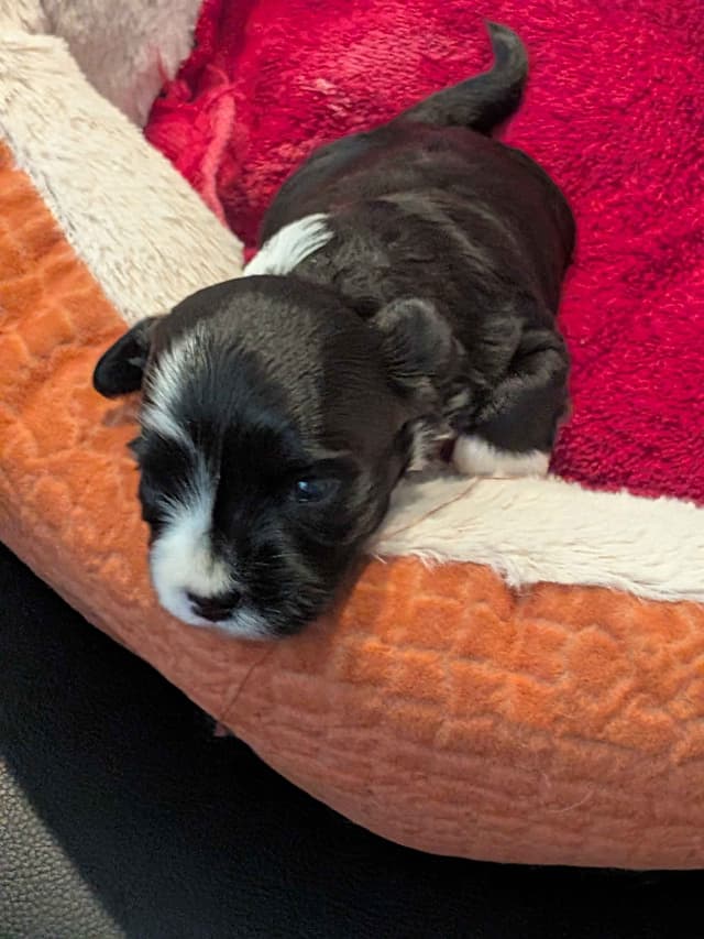 Havanese Puppies media 7