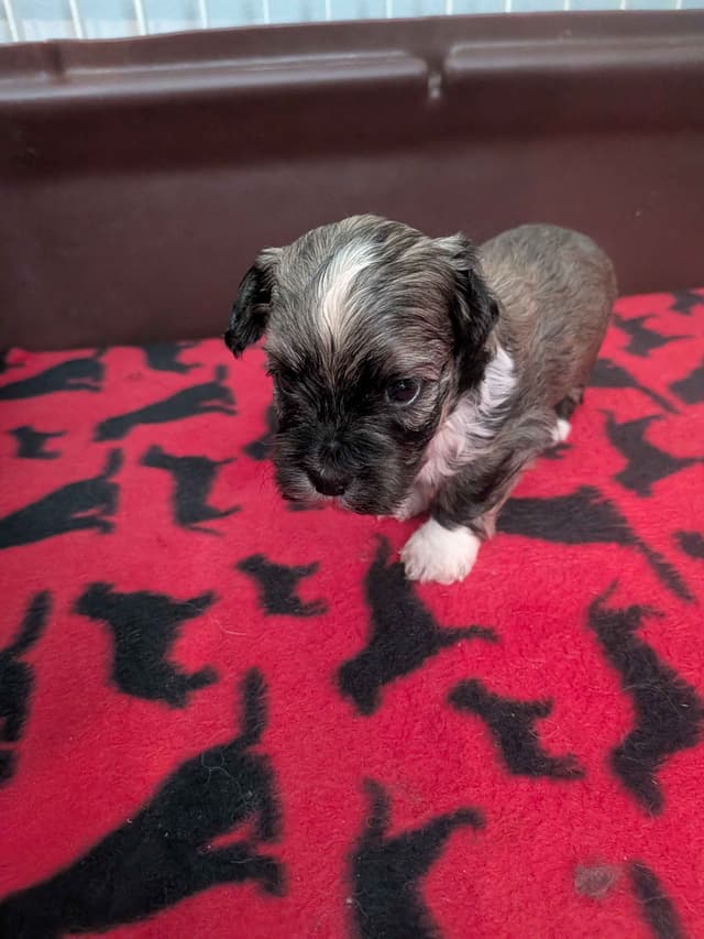 Havanese Puppies media 8
