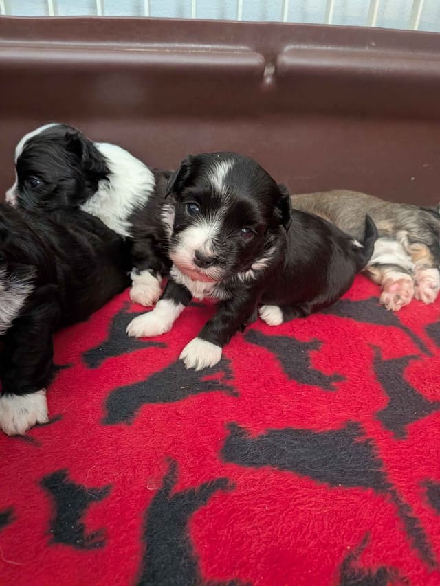 Havanese Puppies media 5