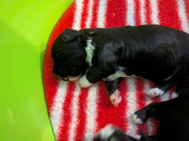 Havanese Puppies media 9