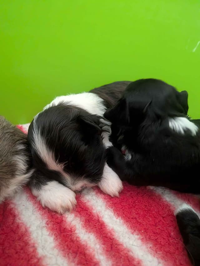 Havanese Puppies media 10