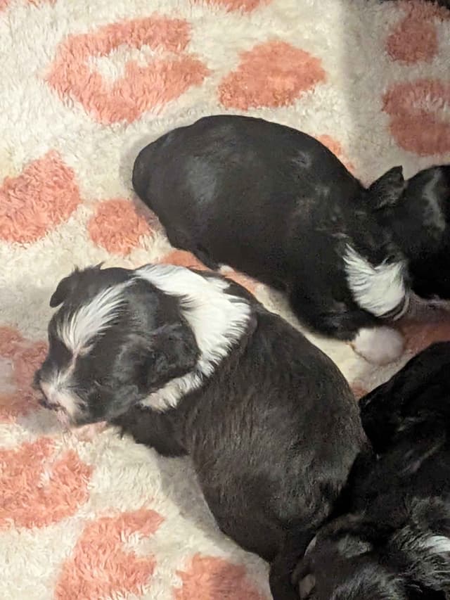 Havanese Puppies media 11