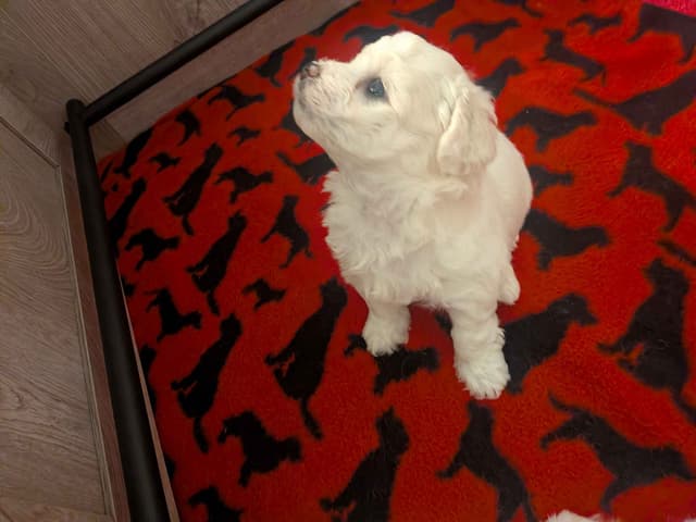 Bichon Frise Puppies media 10
