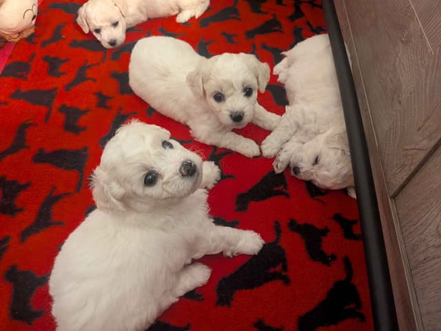Bichon Frise Puppies media 11