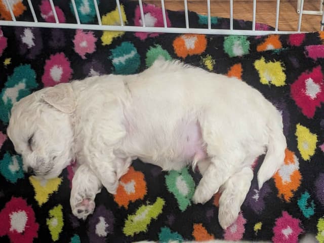 Bichon Frise Puppies media 12