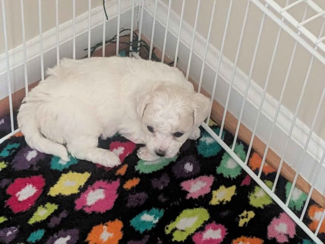 Bichon Frise Puppies media 13
