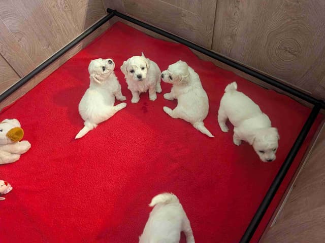 Bichon Frise Puppies media 14