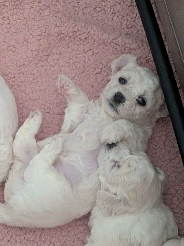 Bichon Frise Puppies media 15